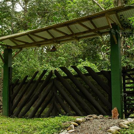Smile Jungle Hostel Puerto Viejo de Talamanca Exteriér fotografie
